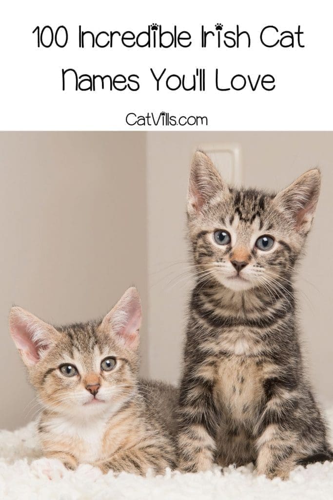 100 Incredible Irish Cat Names for Your Lovable Kitty 3 two kittens with Irish cat names