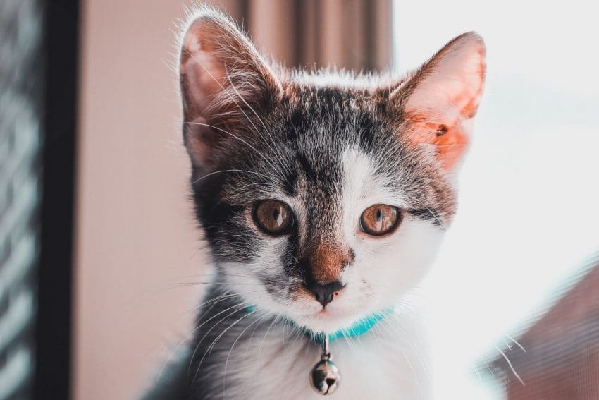 100 Incredible Irish Cat Names for Your Lovable Kitty 2 irish cat names