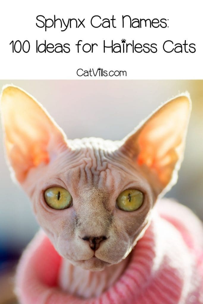 gorgeous sphynx cat with clothes on