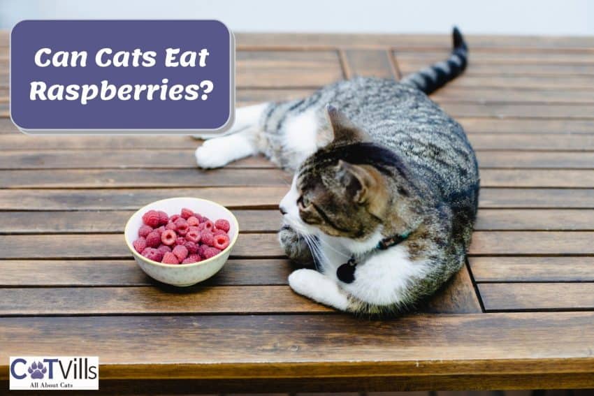 Can Cats Eat Raspberries? What You Should Know
