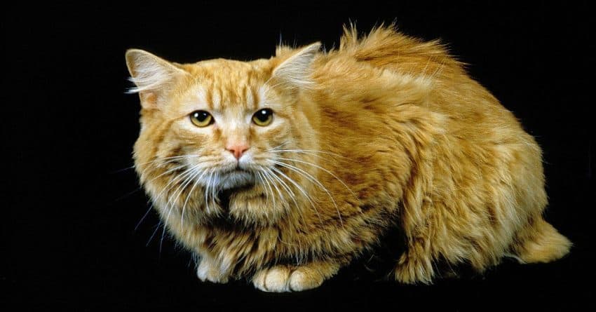 15 Most Aggressive Cat Breeds You Should Know About 3 Cymric cat breed, one of the most aggressive cat breeds