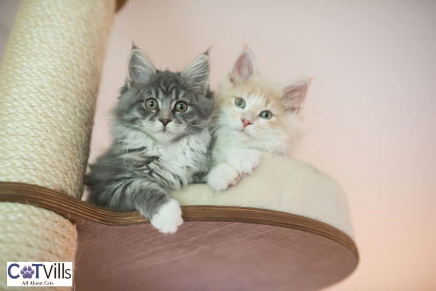 two kittens relaxing on top of a DIY cat tree