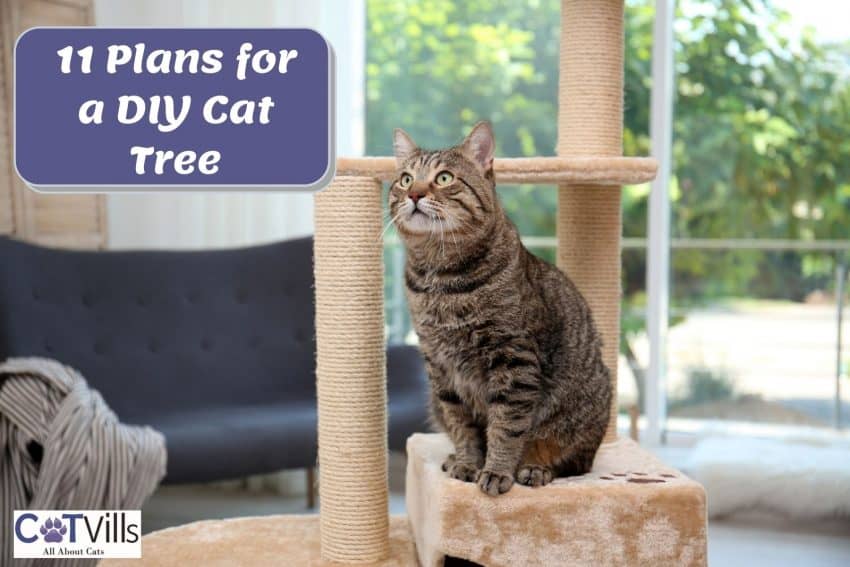 a tiger cat sitting on top of his DIY cat tree