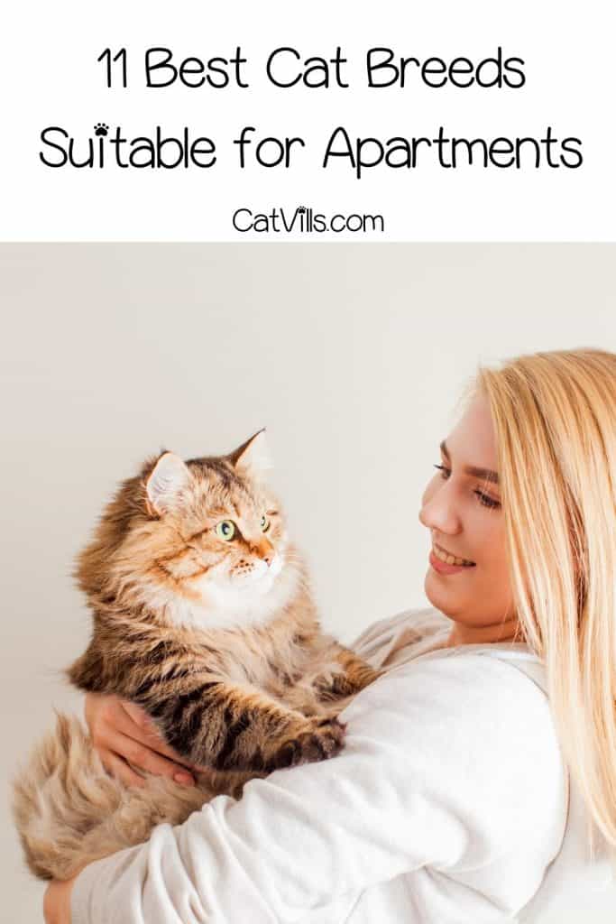 11 Best Cats for Apartments: Find The Ideal Apartment Cats 14 lady carrying her cute large Maine coon cat