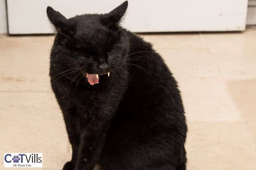 cat is vomiting and has diarrhea