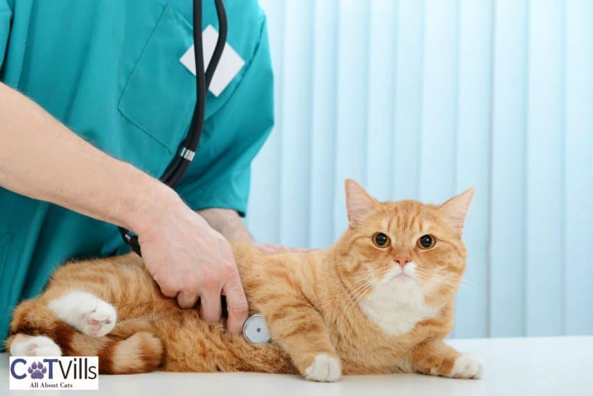 a ginger cat being checked by the vet