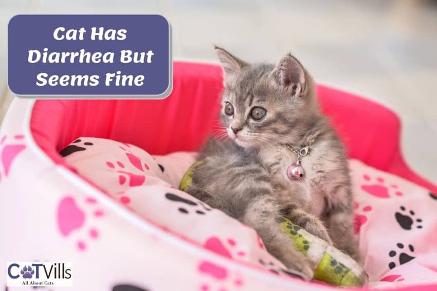 kitten with pink collar in a pink cat bed