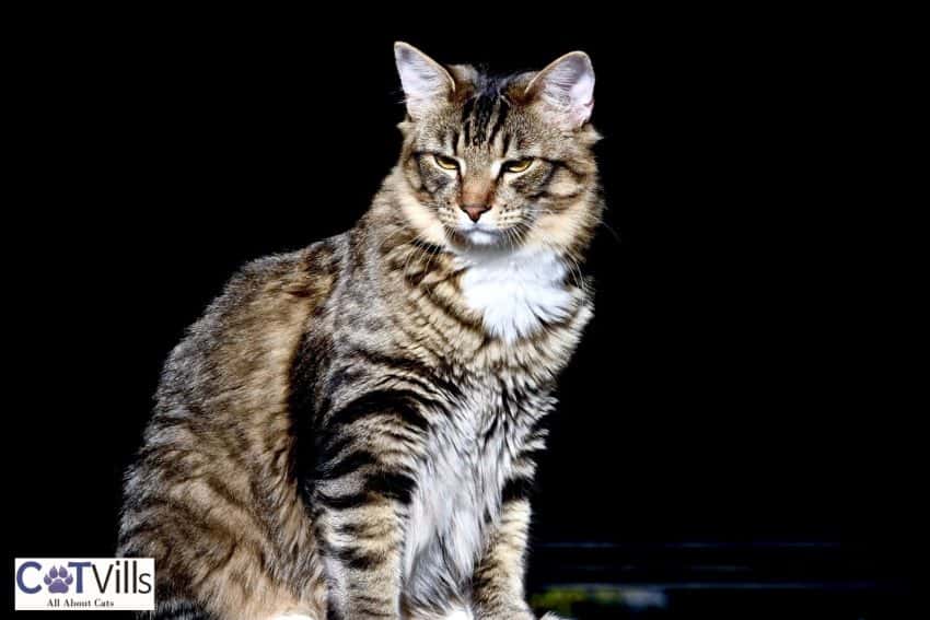 a handsome male tiger cat