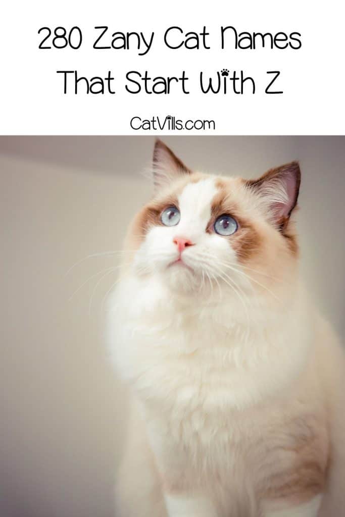 gorgeous ragdoll cat looking up