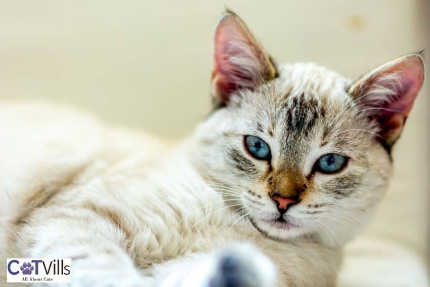 female kitten with blue eyes lying on her back
