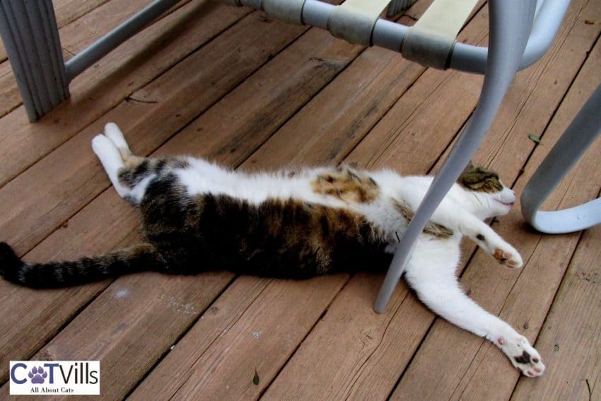 cat contortionist sleeping position