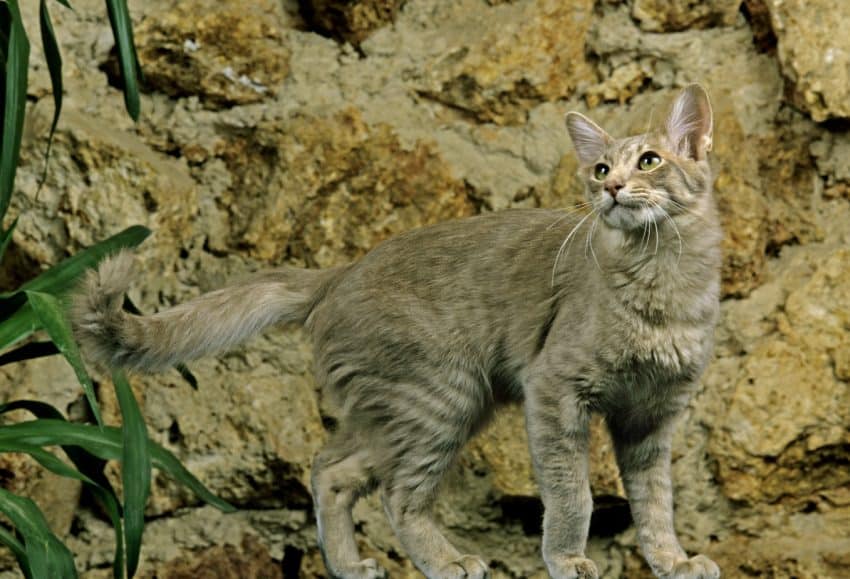 12 Short-Haired Cat Breeds That Melt Our Hearts 8 Longhair Oriental Domestic Cat