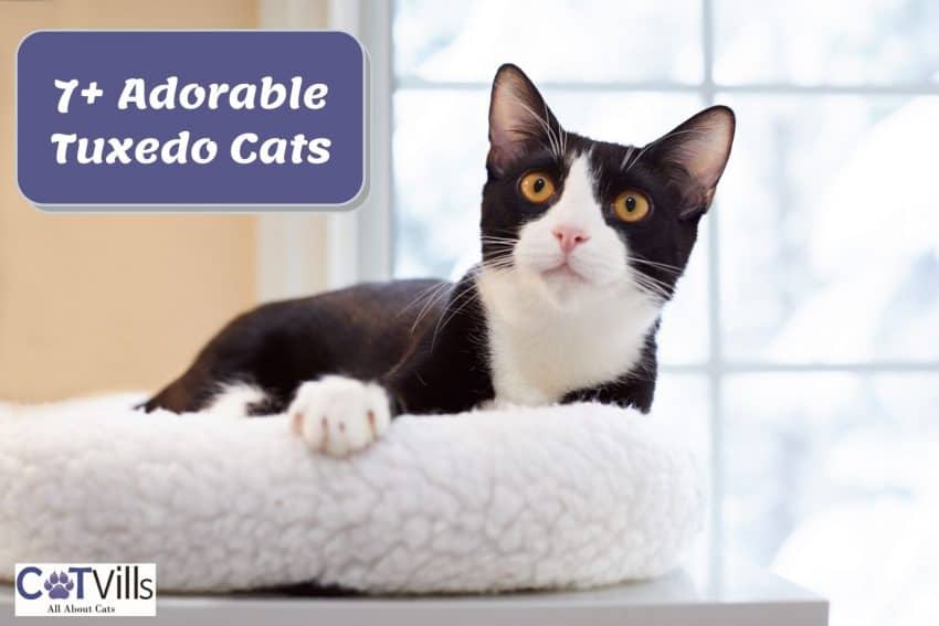 an adorable tuxedo cat breed relaxing on his fluffy bed