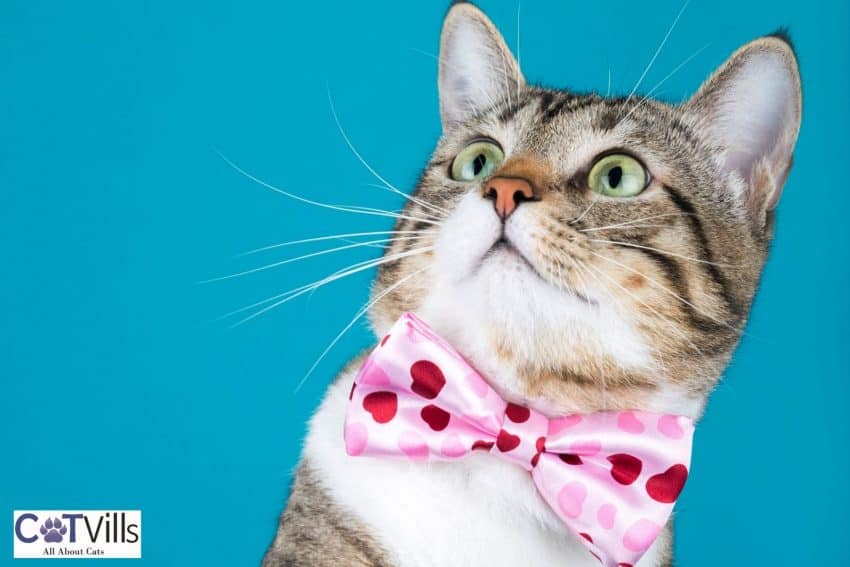 200+ Lovely Cat Names That Start With L 2 a pretty tiger cat with pink ribbon