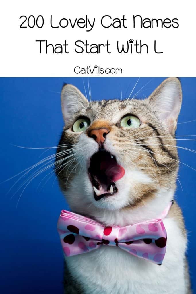 200+ Lovely Cat Names That Start With L 3 smiling cat with text cat names that start with l