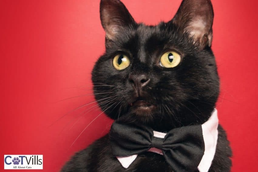 200+ Lovely Cat Names That Start With L 1 cute black cat with a black bow tie: he is perfect to have cat names that start with L