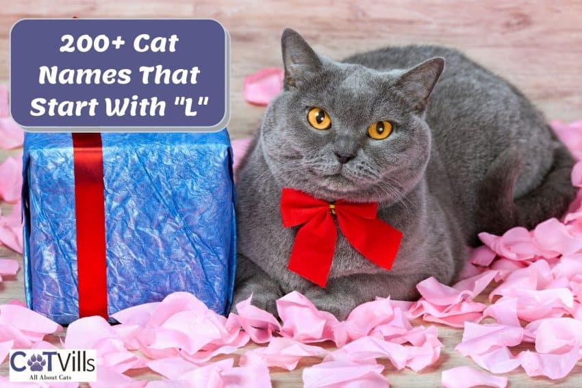 200+ Lovely Cat Names That Start With L