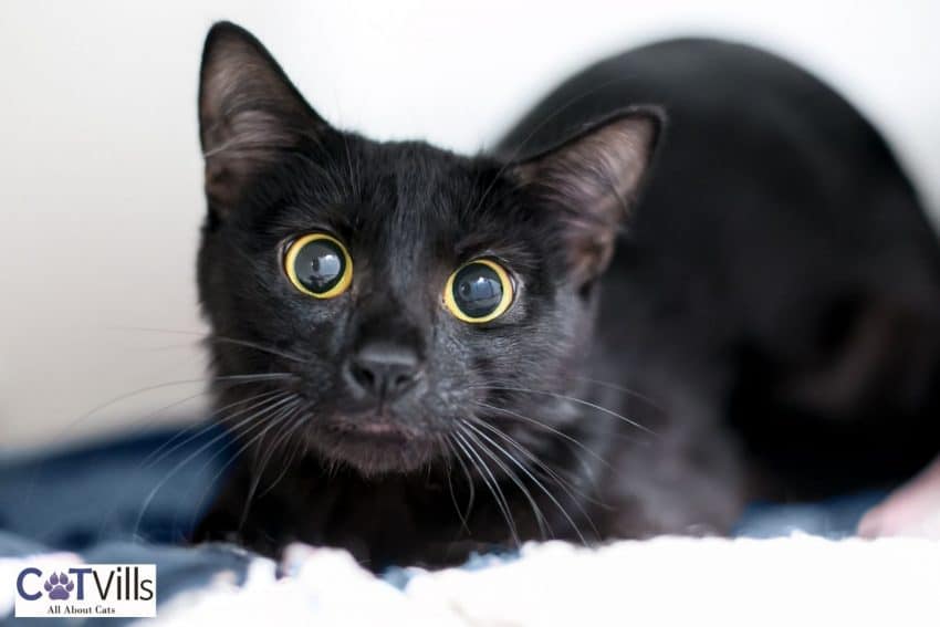 10 Warning Signs When Introducing Cats to Each Other 3 black kitten with dilated eyes