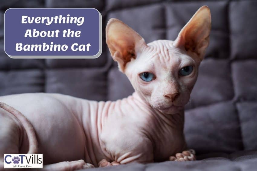 a cute hairless bambino cat