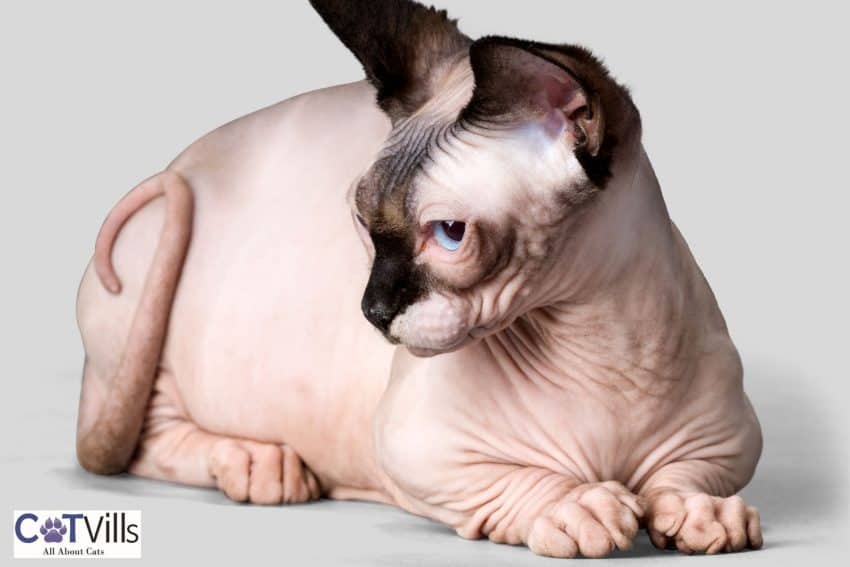 18 Facts You Need To Know About Bambino Cats 5 Minskin cat