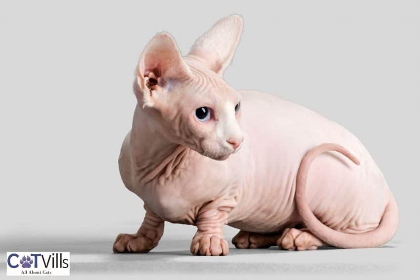 18 Facts You Need To Know About Bambino Cats 3 hairless Minskin cat