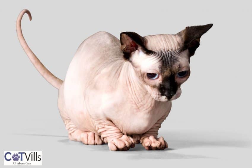 18 Facts You Need To Know About Bambino Cats 6 little bambino cat