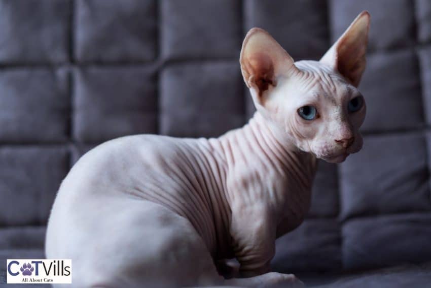 18 Facts You Need To Know About Bambino Cats 2 bambino cat sitting on a couch