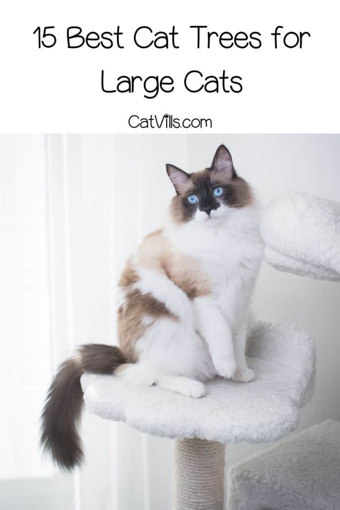 Sturdy Cat Trees for Large Cats That Guarantee Endless Fun 11 ragdoll cat standing on his cat tree