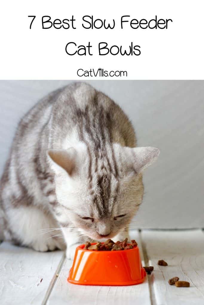 7 Best Slow Feeder Cat Bowls for Healthy and Balanced Eating 11 cat eating using best slow feeder bowls