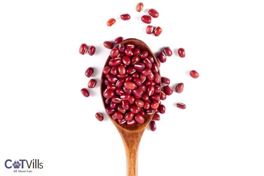 beans in a wooden spoon