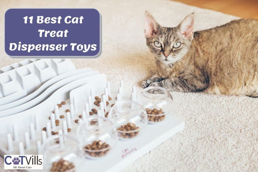 cat sitting beside the Trixie cat treat dispenser toys