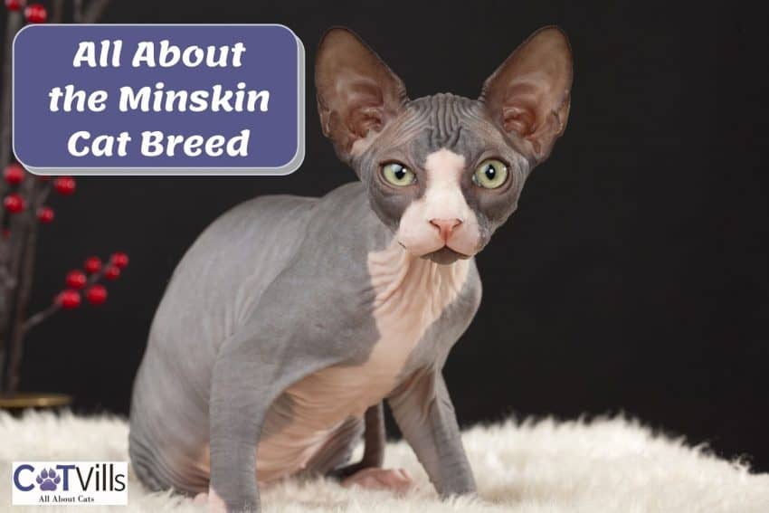 Minskin cat sitting on the fluffy bed