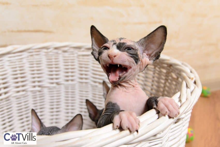 The Minskin Cat Breed: Complete Guide to This Lovable Cat 2 cute Minskin kittens inside a wooden basket