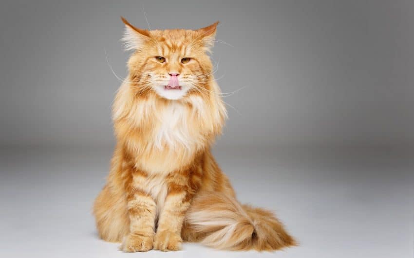 orange maine coon cat