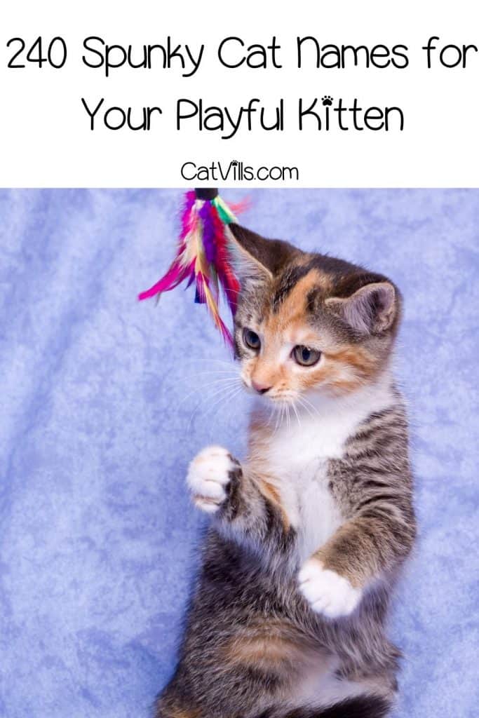 Spunky Cat Names for Your Playful Kitten 6 kitten playing a colorful toy
