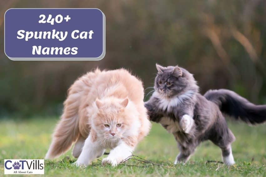 cats playing at the backyard beside the text "Spunky cat names"