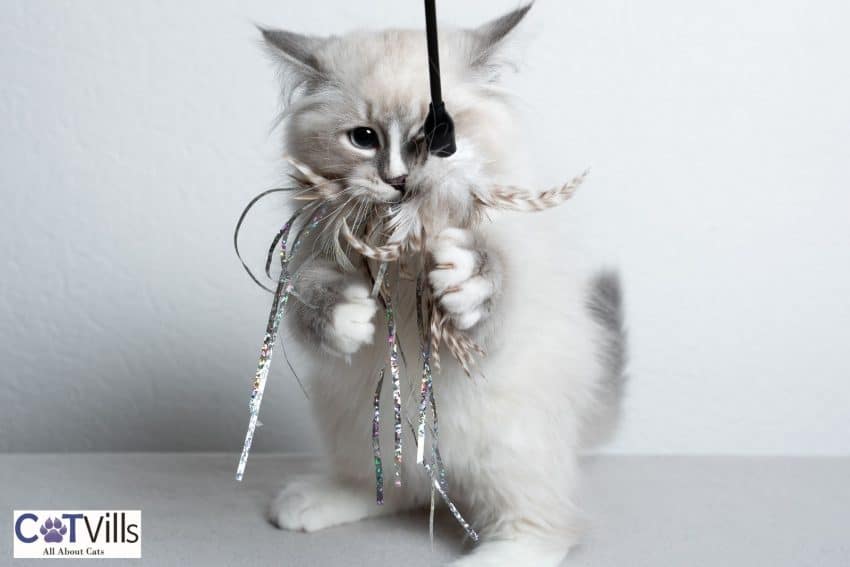 Spunky Cat Names for Your Playful Kitten 2 little kitten playing with the furry toy