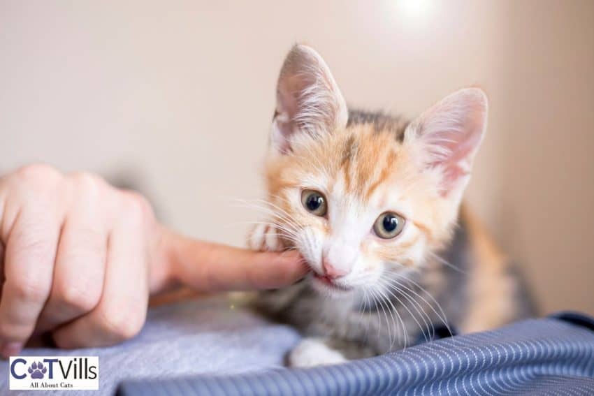 Spunky Cat Names for Your Playful Kitten 1 kitten biting his owner's finger