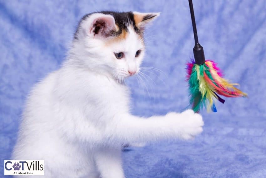 Spunky Cat Names for Your Playful Kitten 5 white kitten playing with her toy