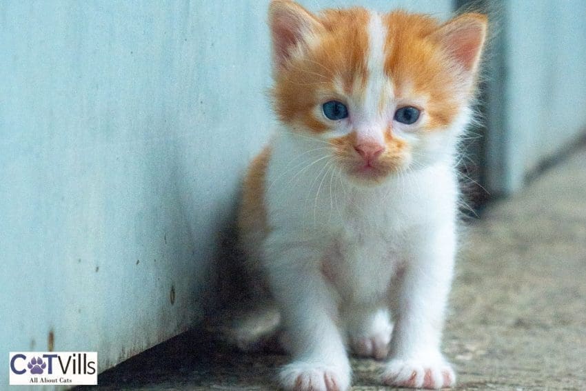 Spunky Cat Names for Your Playful Kitten 4 tabby kitten