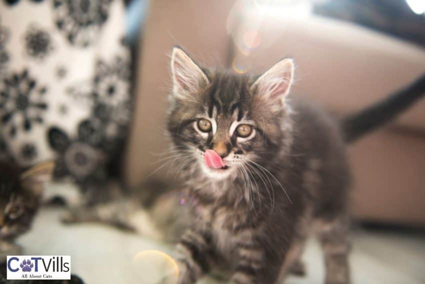 Spunky Cat Names for Your Playful Kitten 3 Maine coon kitten licking his mouth