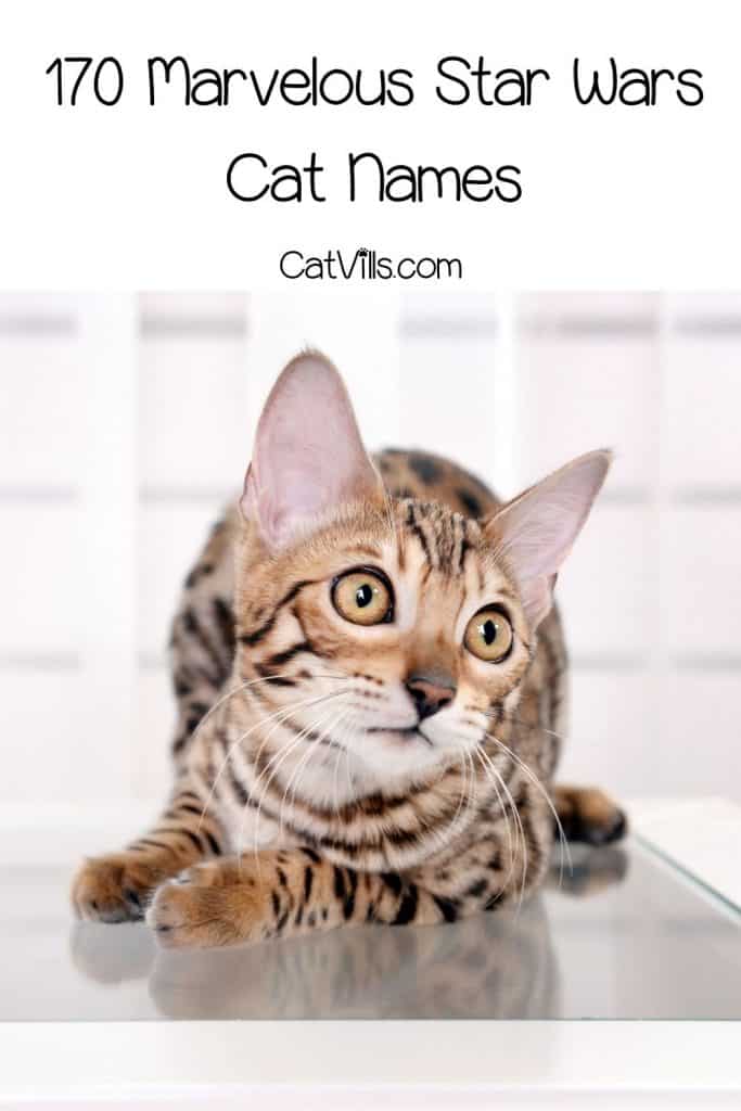 star wars cat names a
