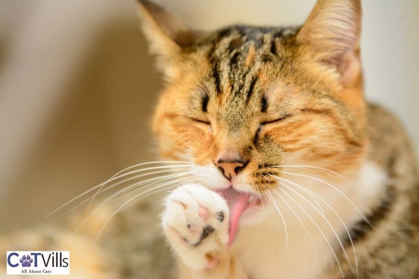 tabby cat grooming his self, one of the tabby cats personality