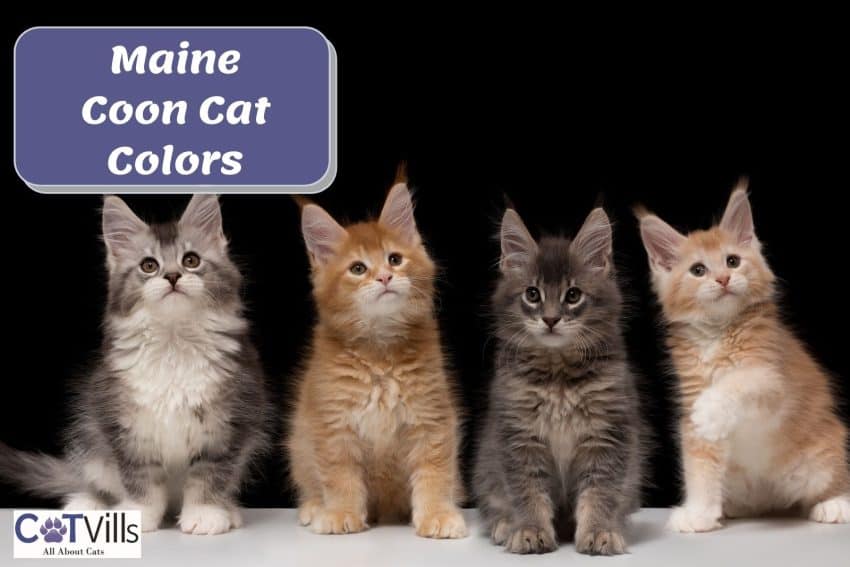 kittens with different Maine coon colors