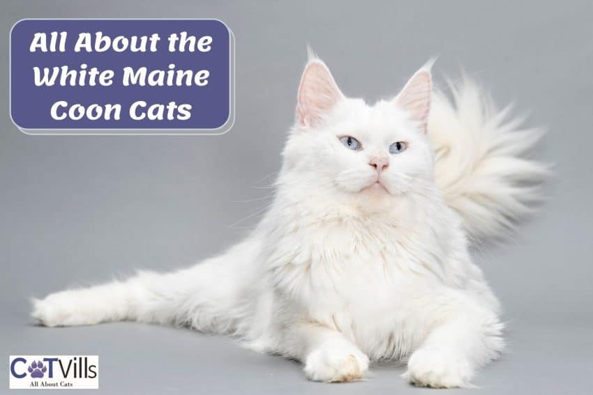 beautiful White maine coon with light blue eyes
