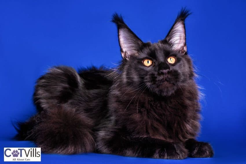 gorgeous black Maine coon in a blue background
