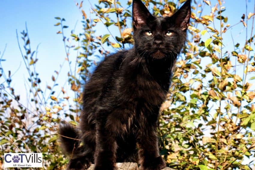 black Maine coon kitten outside the hourse