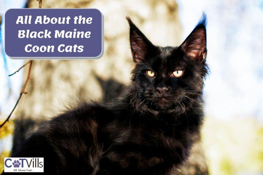 black Maine coon in front of a big tree
