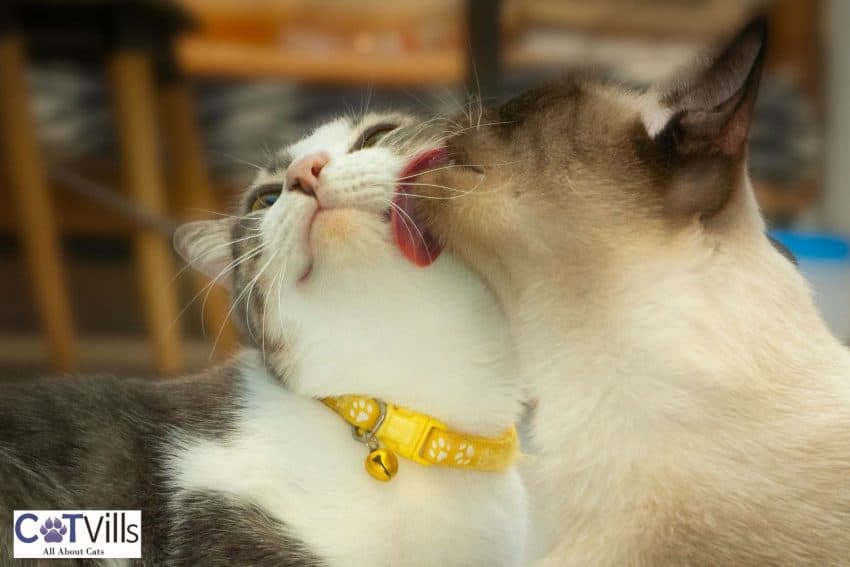 10 Warning Signs When Introducing Cats to Each Other 7 cat grooming another cat