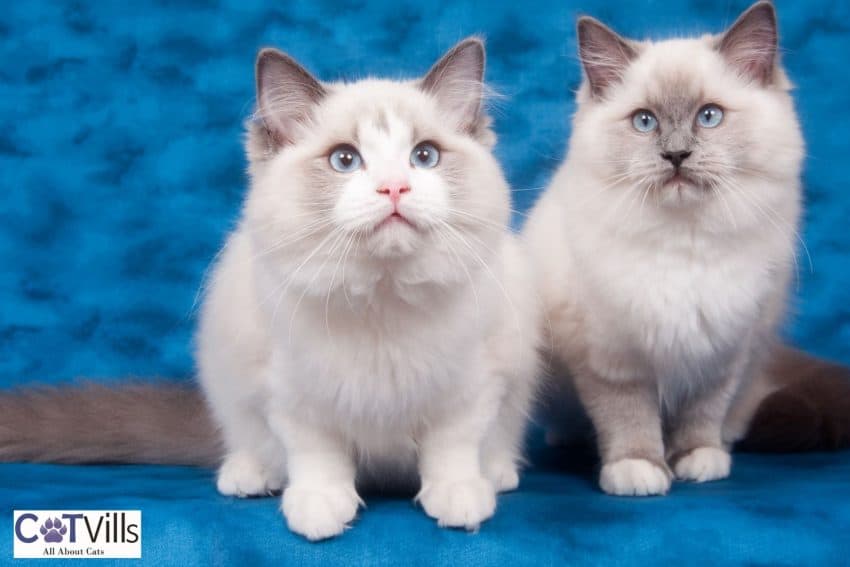 16 Fluffy Cat Breeds That Are Adorable and Cuddly 1 two Ragdoll cats with blue eyes
